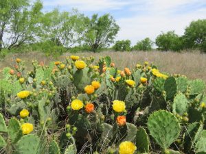 Pricklypear Removal