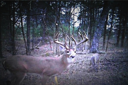 Buck at Cloverdale Ranch