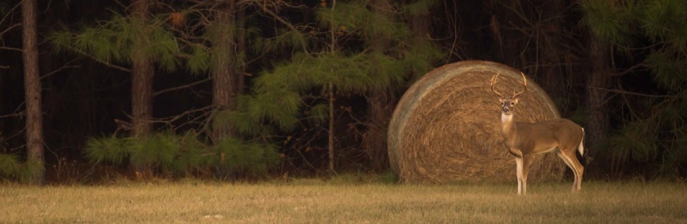 Hunting Deer