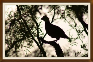West-Texas-Ranch-3