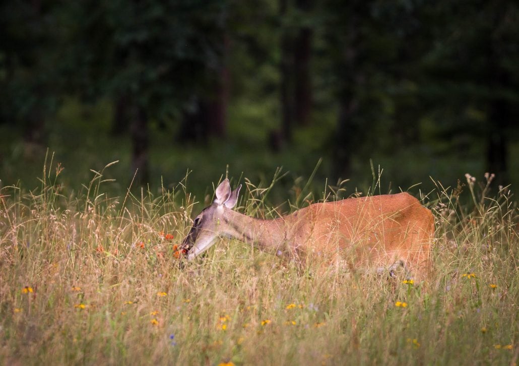 intensive deer management