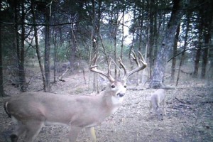 deer