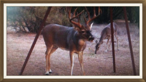 west texas ranch for sale