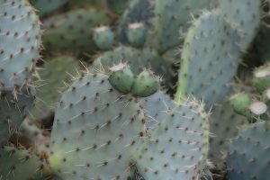 Pricklypear Removal
