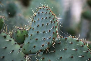 Pricklypear Removal