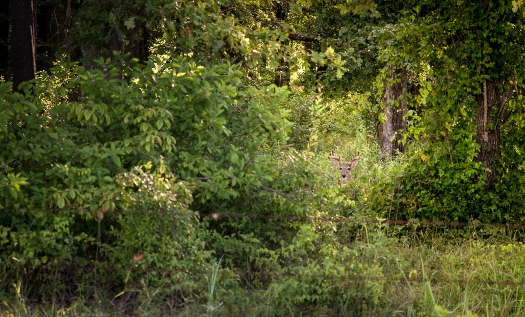 intensive deer management