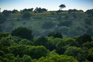 Trees- Natural Monuments