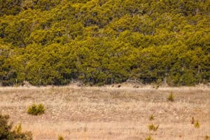 Ashe Juniper Cedar - Juniperus ashei