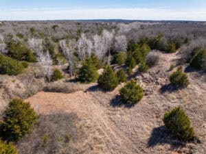 Clearing cedar trees on creek