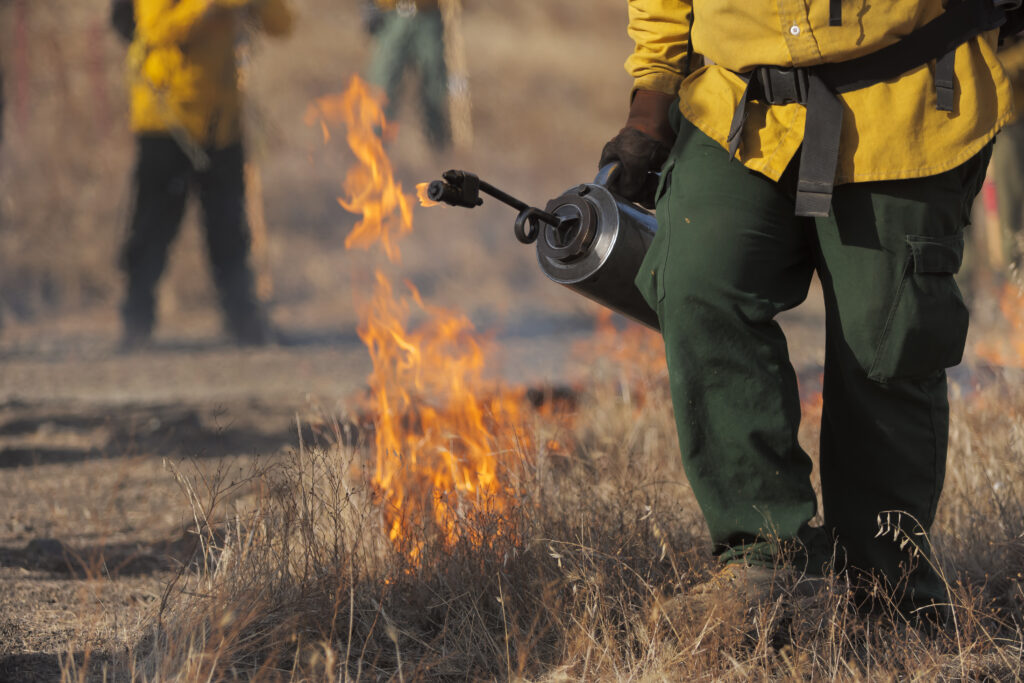 Clearing Cedar with Prescribed Burn