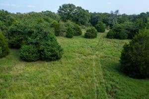 Eastern Red Cedar