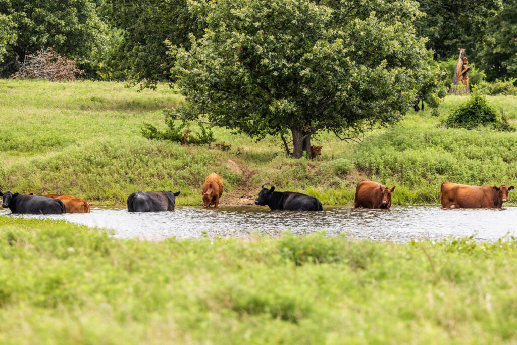 Cattle drinking and cooling off in a Texas ranch stock pond