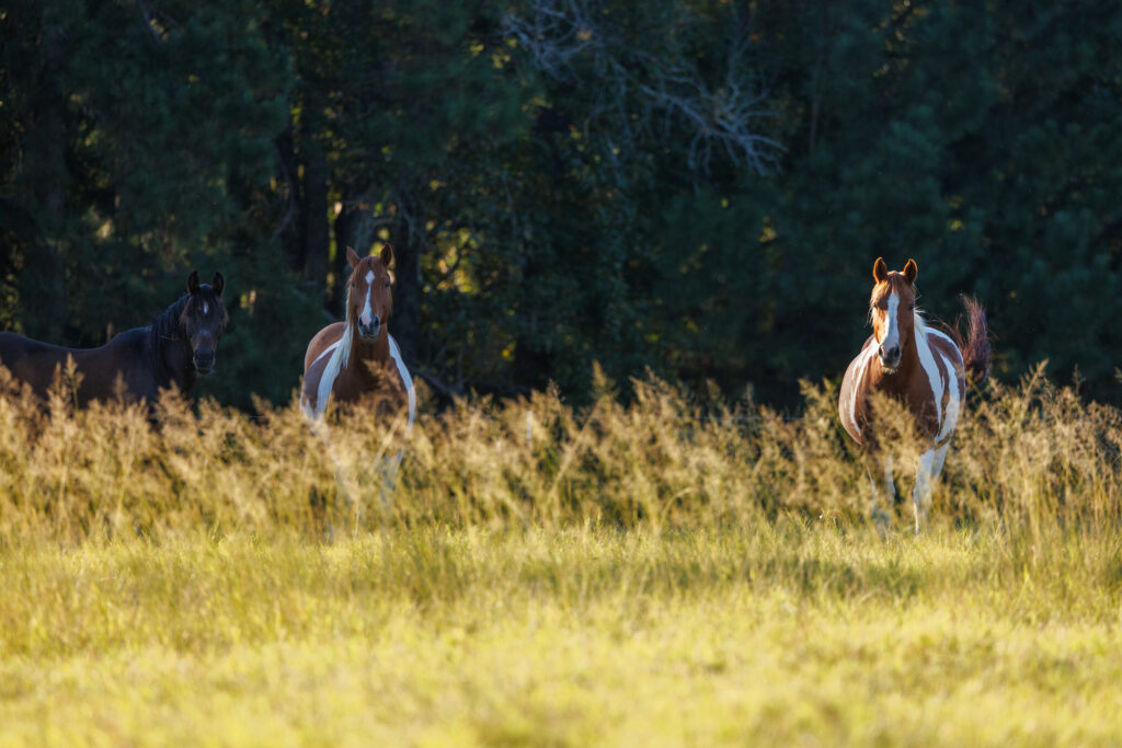 Horses grazing in a Texas pasture