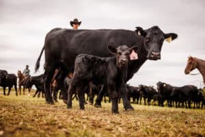 Black Angus cow and calf on a Texas ranch