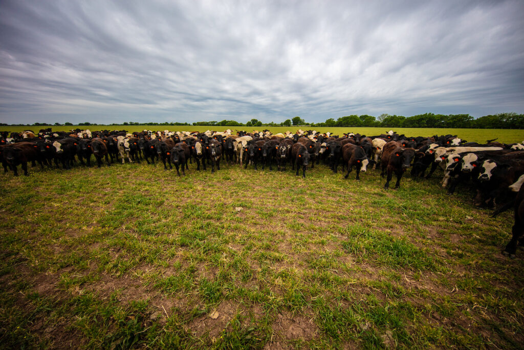 Large cattle herd on Texas pasture illustrating stocking rate