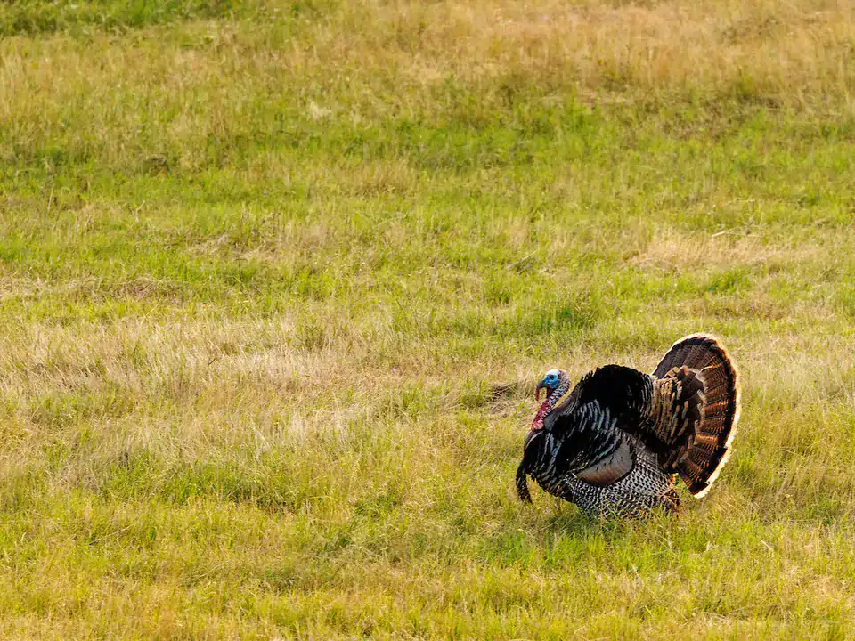 North Texas Turkey