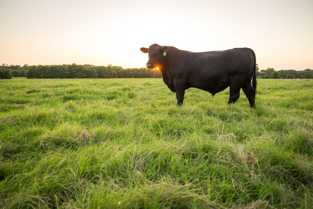 Black Angus bull on a Texas pasture