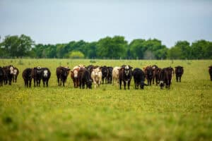 Crossbred commercial cattle herd in Texas showing mixed breeding