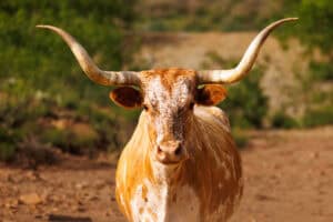 Texas Longhorn cow in West Texas brush country
